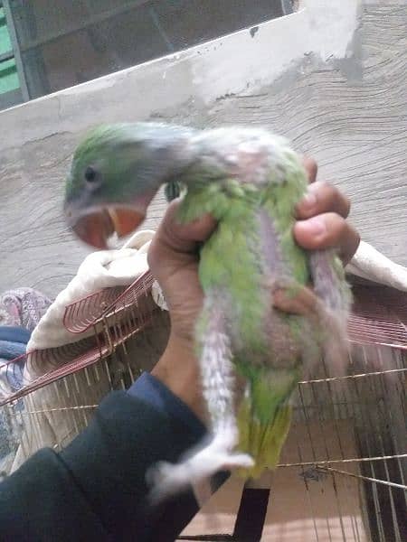 raw king parrot for sale 2