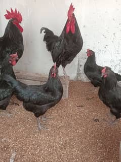 Black Australorp Fertile Eggs Available Best Price
