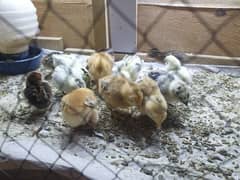 mix cross breed chicks available