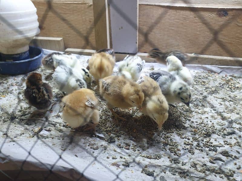 mix cross breed chicks available 0