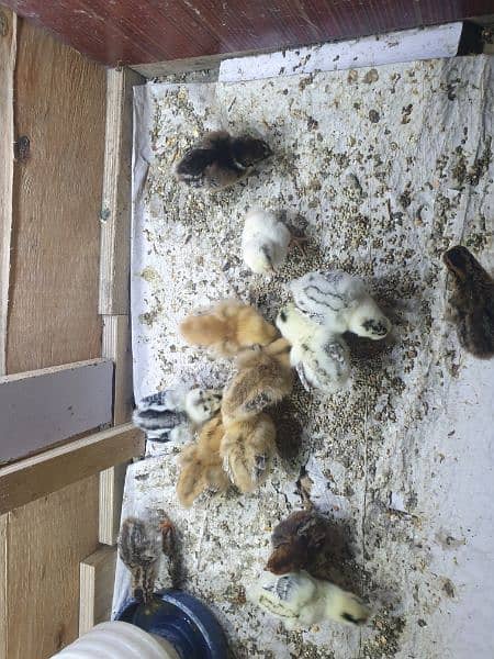 mix cross breed chicks available 1