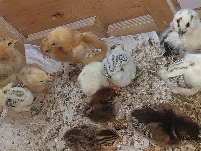 mix cross breed chicks available 2