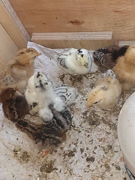 mix cross breed chicks available 3