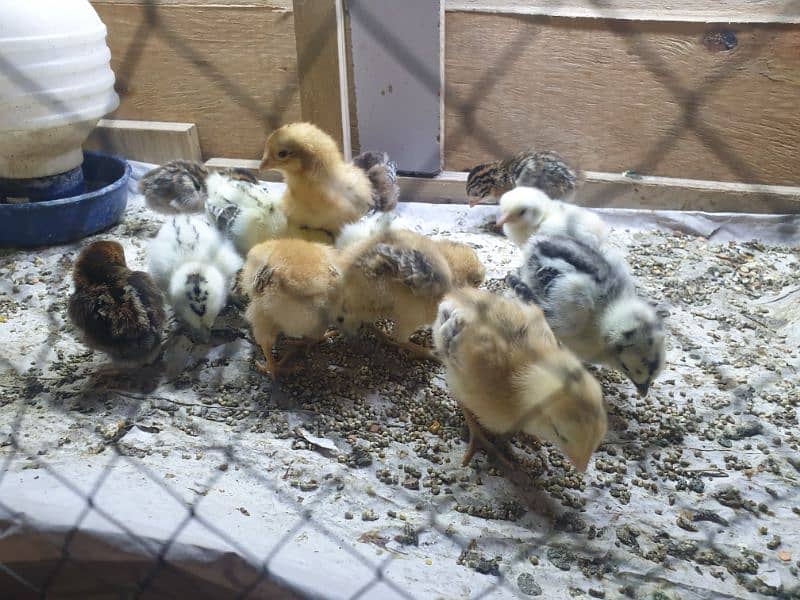 mix cross breed chicks available 5