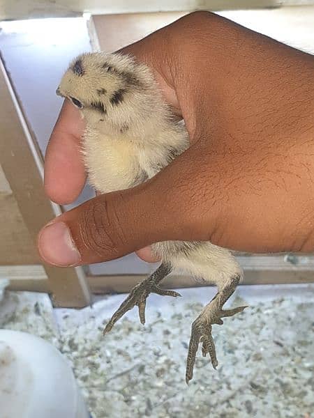 mix cross breed chicks available 6