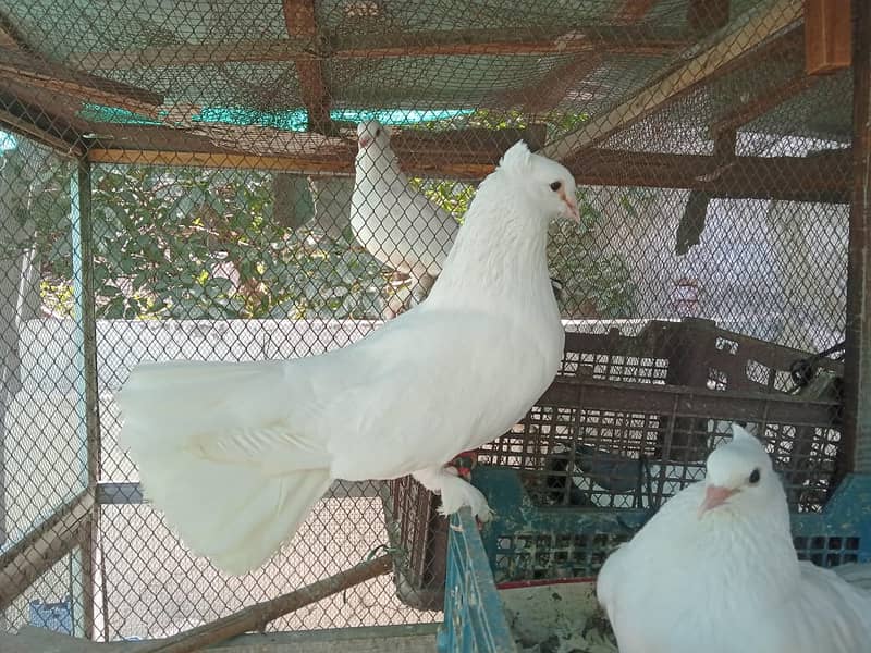 White/Black Fantail Pigeons 0