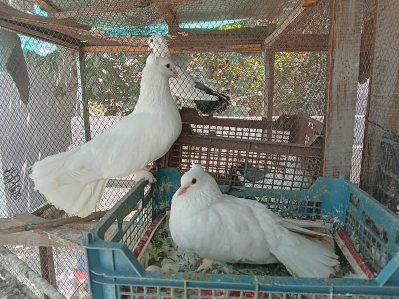 White/Black Fantail Pigeons 1