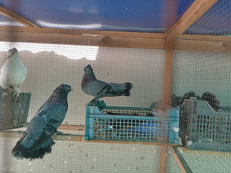 White/Black Fantail Pigeons 4