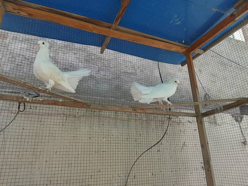White/Black Fantail Pigeons 5