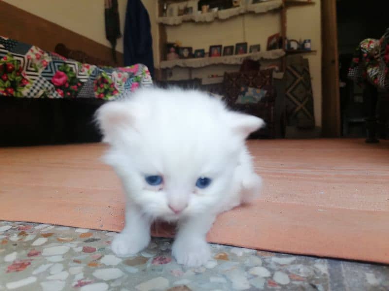 Persian Kittens pure white 0