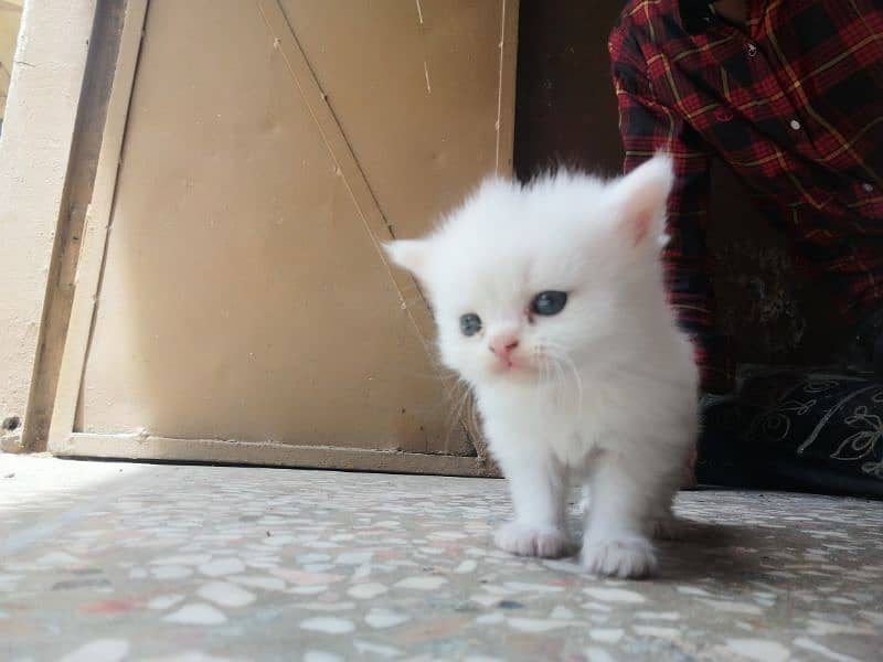 Persian Kittens pure white 1