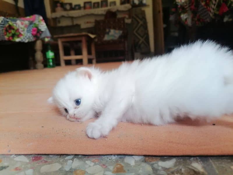 Persian Kittens pure white 2