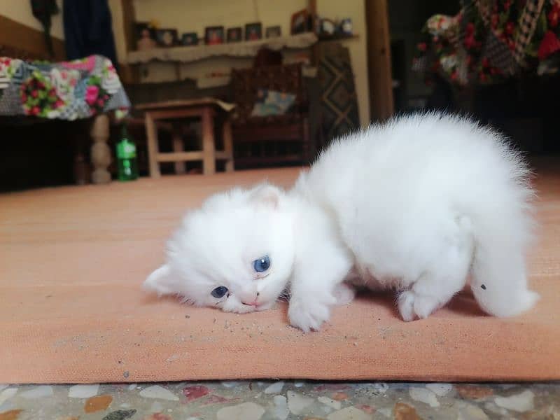 Persian Kittens pure white 3