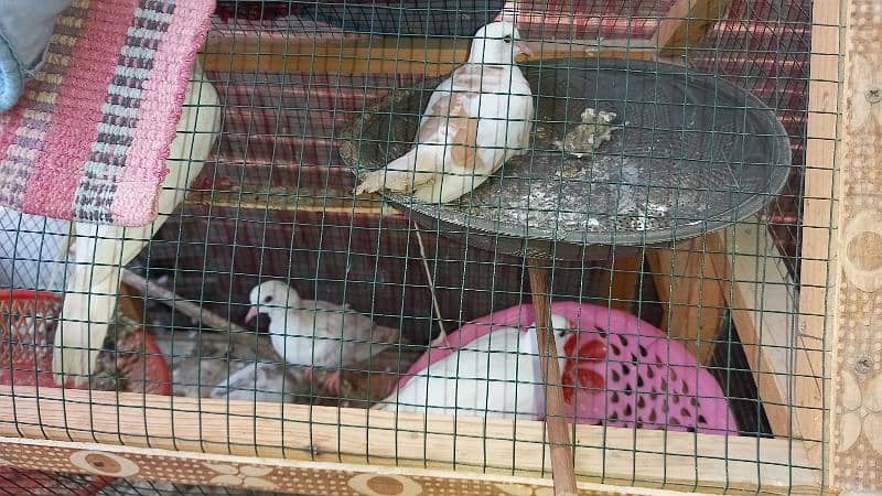 13 doves with eggs and cage 1