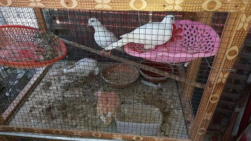 13 doves with eggs and cage 2