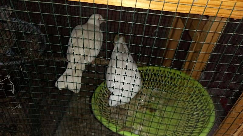 13 doves with eggs and cage 3
