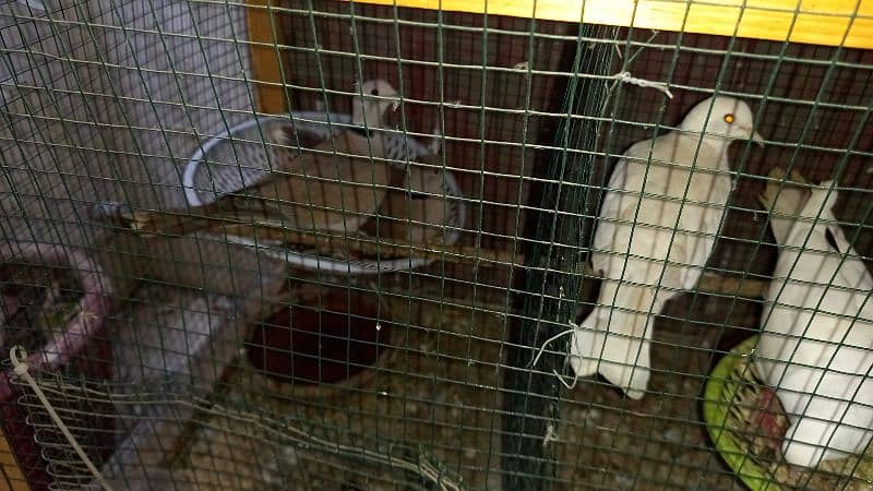 13 doves with eggs and cage 4