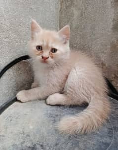 male Persian cat  double coat. age :2 month