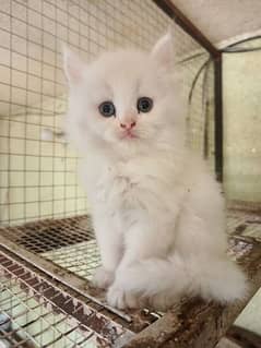 Persian Kitten Long Coat Odd eyes 0