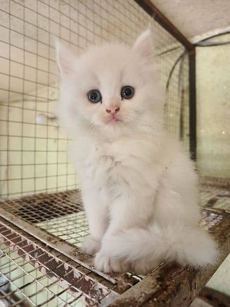 Persian Kitten Long Coat Odd eyes 0