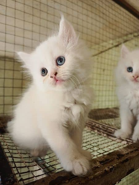Persian Kitten Long Coat Odd eyes 1