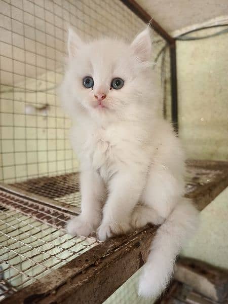 Persian Kitten Long Coat Odd eyes 2