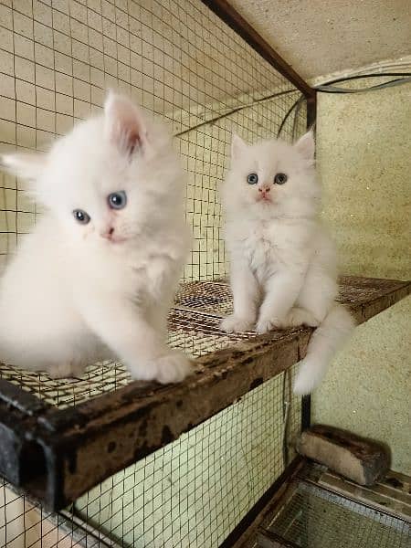 Persian Kitten Long Coat Odd eyes 3