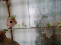 budgie parrot for sale ready to first breed