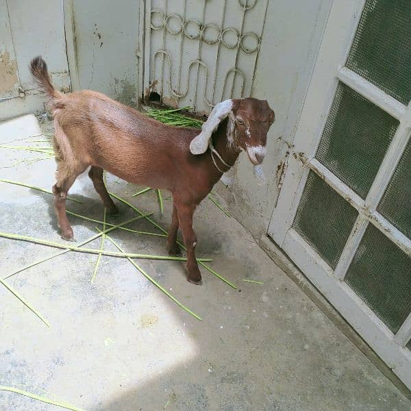 female Goat 12