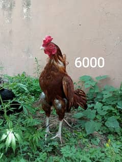 Aseel murga for sale=6000 and aseel chicks 8=7000