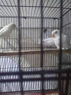 weekend Offer albino slipt with cage