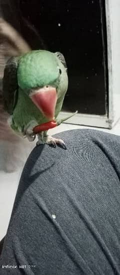 sale my raw parrot 0-3-1-0-8-0-7-0-4-1-1