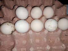 ghr ki desi kruk hone wali murgyu k fertile eggs