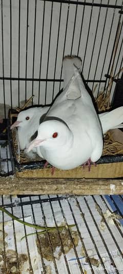 White Dove breeder Pair