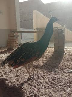 peacock for sale