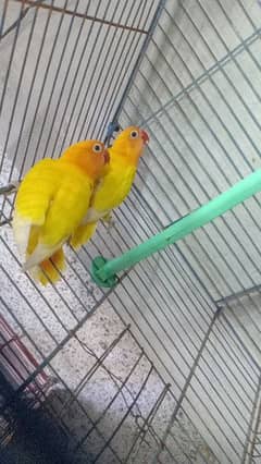 Latino Parsnata love birds (pair)