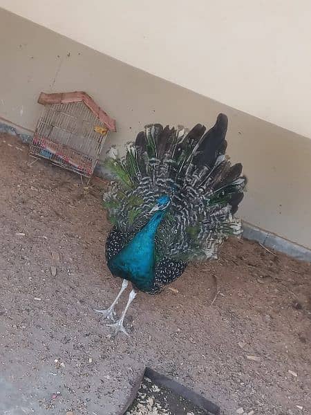 peacock for sale 2