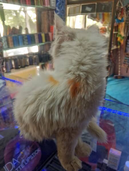 Single court white persian female cat availale 3