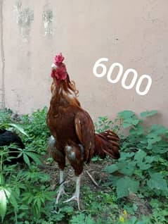 Aseel Murga << 6000  //  8 Chicks << 7000 >>
