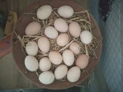 aseel eggs