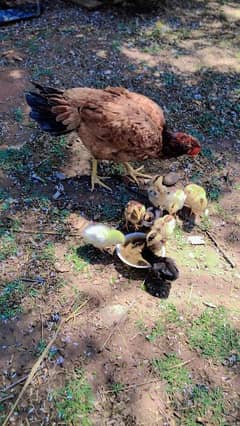 aseel mianwalli chicks available 28 days old best quality 10 chicks