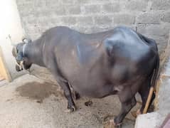 2 cow for sale 1 pragnet 9 month ki our 1 qurbani ka lia