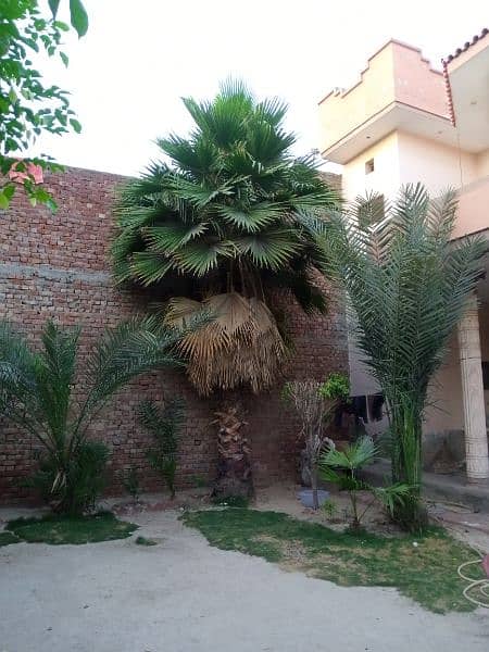 Beautiful Palm Tree 0