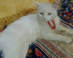 it's name is mano, Gorgeous white Persian female cat with unique eyes