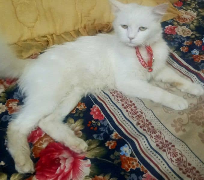 it's name is mano, Gorgeous white Persian female cat with unique eyes 1