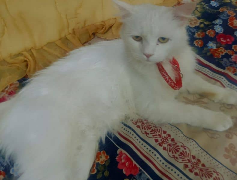 it's name is mano, Gorgeous white Persian female cat with unique eyes 2