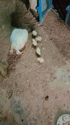 Pure paper white heera aseel chicks for sale