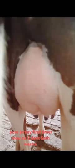 cow pure jersey 03459752637
