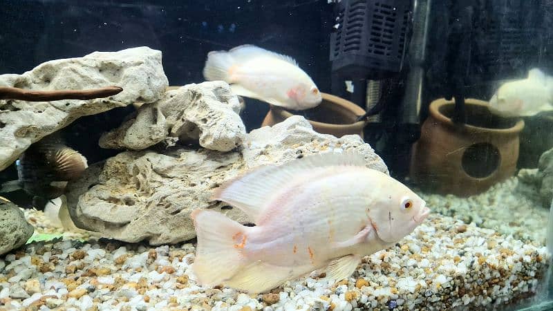 albino oscar/tiger oscar/red blood parrot/yellow parrot/chiclid 3
