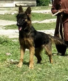 german female for sale 9 month